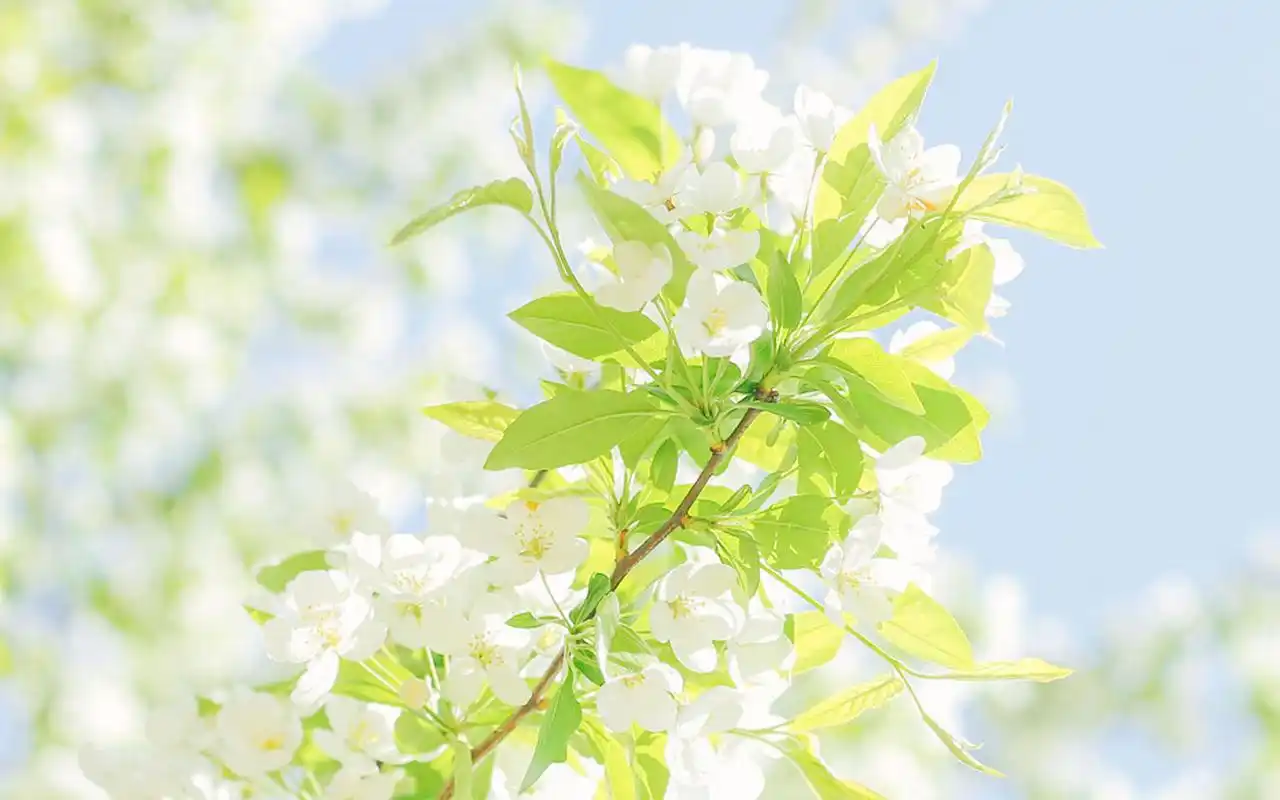 小清新唯美花卉高清图片桌面壁纸