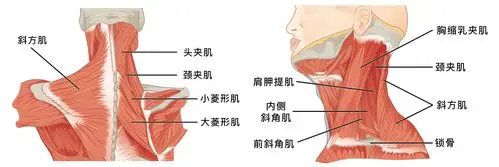 2. 颈部训练:妈妈再也不用担心我的脖子酸了 - ssp-dev