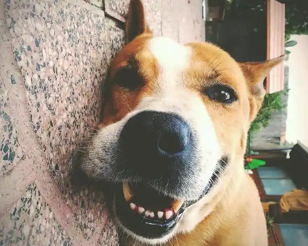 第256号报道队长求小动物沙雕头像