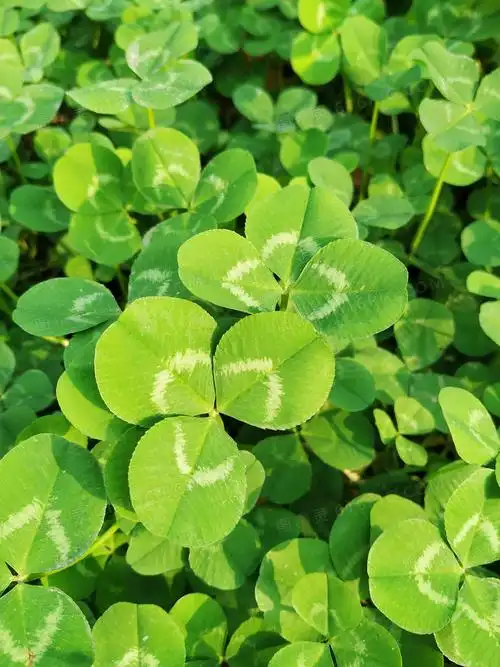 关键词:三叶草,枝叶,叶子,植物,三叶草特写,三叶草摄影,植物摄影,摄影