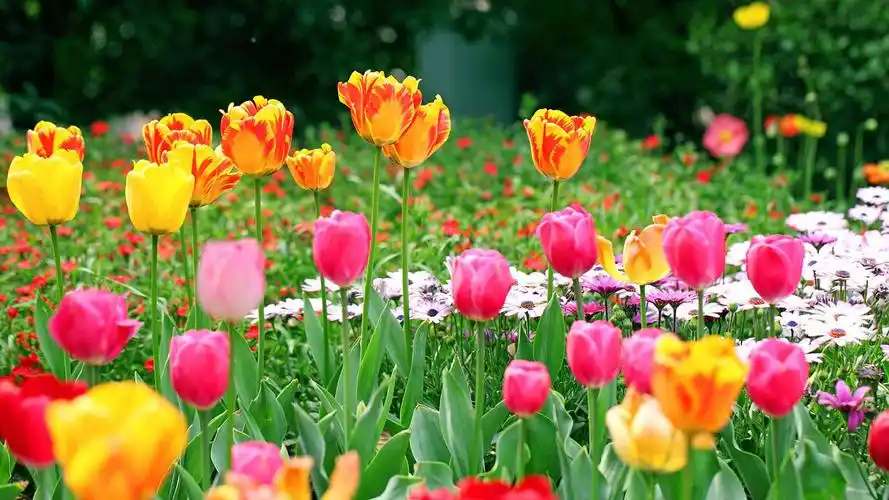 五彩缤纷十种世界上最美的花你见过几种