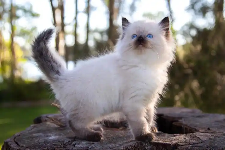 布偶猫丨海/蓝重点色