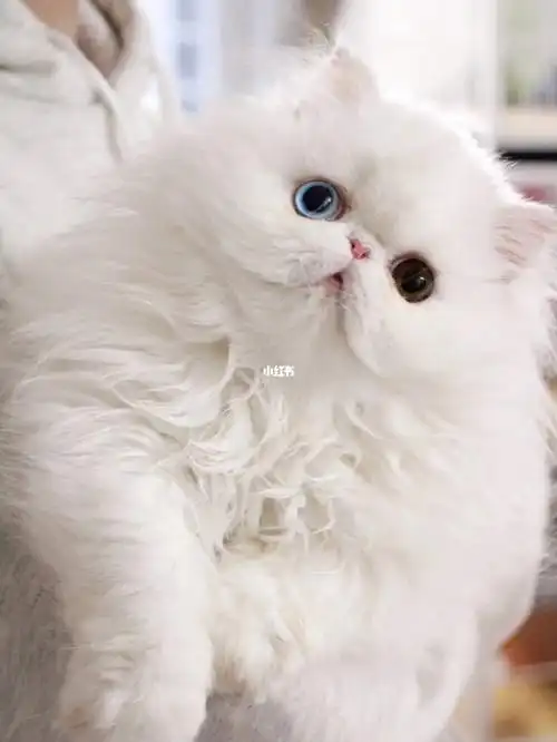 让我来守护#宠物  #我一定会有猫的  #鸳鸯眼  #异瞳  #波斯猫