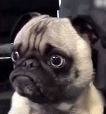 萌宠gif动物gif汪星人gif瞪眼睛gif