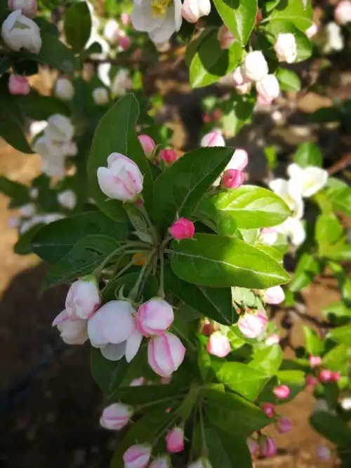 苹果盆景(富士),海棠盆景,冬红果盆景,水晶梨盆景,4年,7年,10年,16年