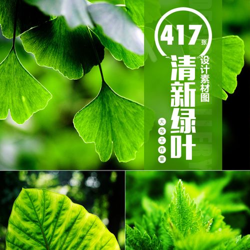 清新绿叶素材大图高清叶子图片树叶特写jpg唯美绿色背景