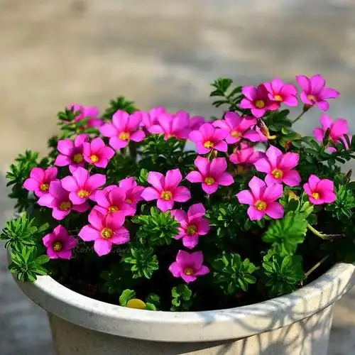 20种耐寒花,冬天狂开花,客厅一放"特有范"!