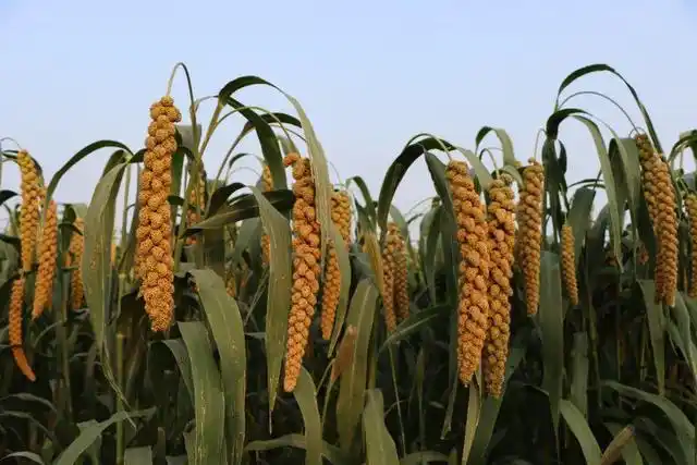 五谷丰登粮满仓,乡村振兴美富强