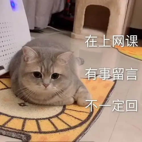 萌宠gif喵星人gif在上网课gif有事留言gif搞怪gif逗gif