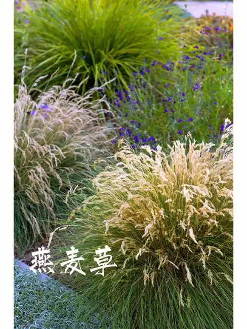 识草燕麦草皱毛草