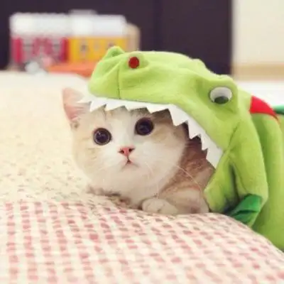 可爱猫头像微信专用 世上最可爱的猫咪图片