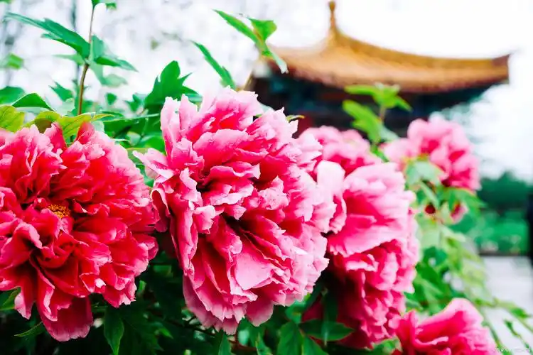 洛阳,这座千年古都,被誉为"牡丹花城",其牡丹栽培历史源远流长,品种