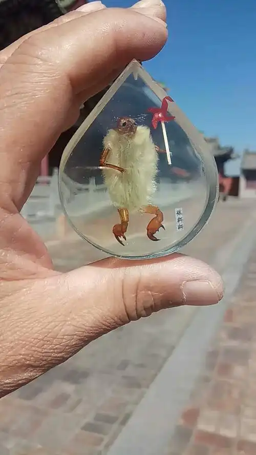 老北京小毛猴一百多年的历史.是两位中药辛夷花.蝉蜕制作.