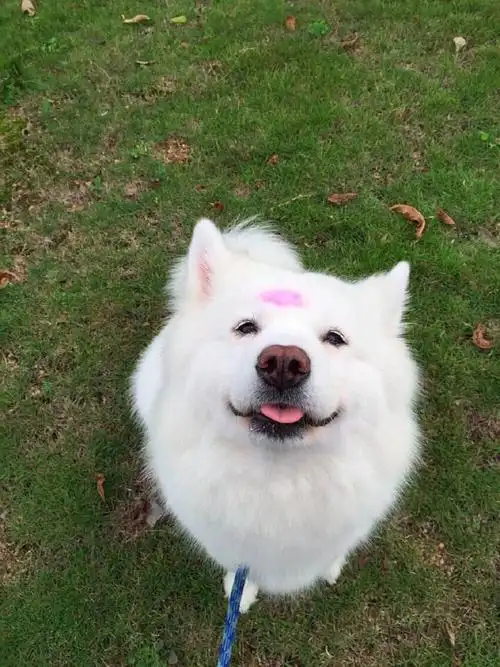 可爱萌宠 妞妞 萨摩耶 狗狗 - 堆糖,美图壁纸兴趣社区