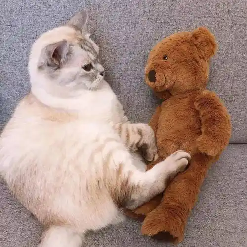 可爱到犯规的小动物头像很浪漫的神仙句子