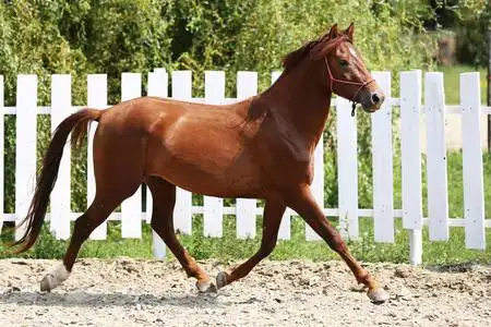 奔跑侧面一匹年轻马在圆球训练中奔跑的侧面照片照片