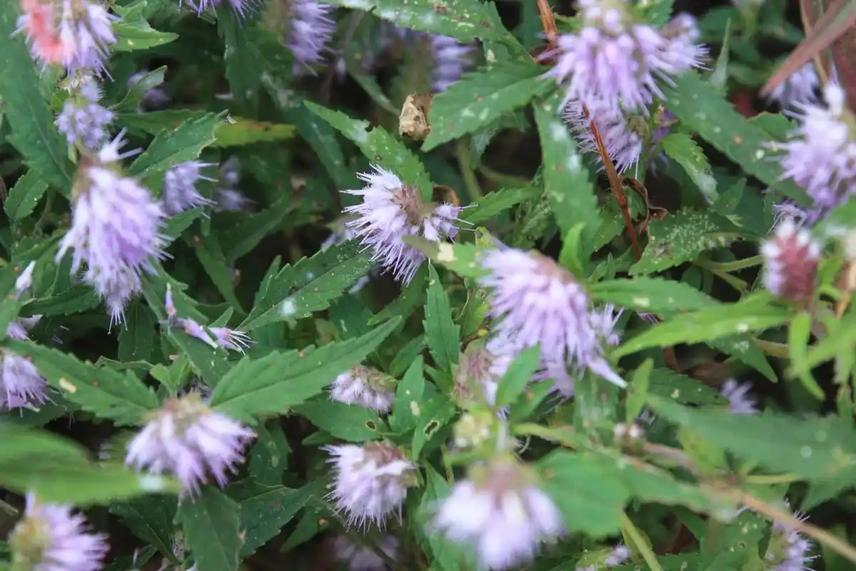 有五香菜之称的香薷,具有化湿和中的功效,他的种植技术是这些!