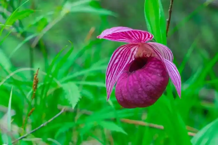 群兰荟萃西藏杓兰无与伦比的美丽