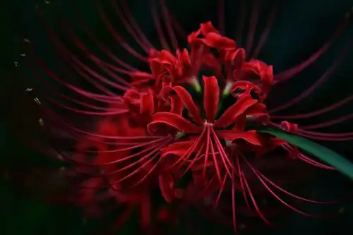 其它 彼岸花 写美篇彼岸花是开在冥界忘川彼岸的血一样绚烂鲜红的花.