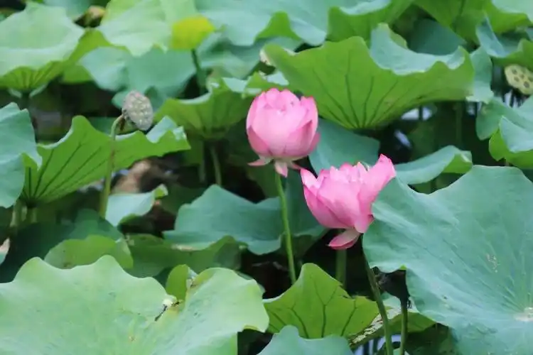 天空之境,醉美荷花,星光露营,这个端午它与粽不同!