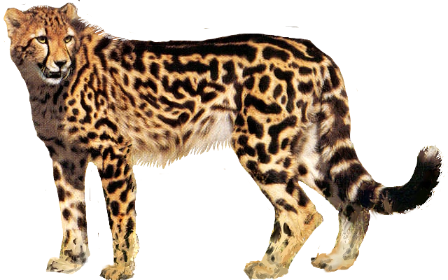 cheetahpng