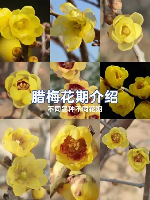 腊梅九大品种哪个花期最长