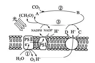 光反应中经过一系列的电子传递,在图中膜两侧建立 h 电化学梯度