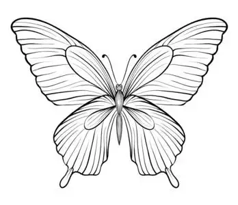 图形黑白相间的蝴蝶.手绘轮廓线和中风.一个孤立的白色衬底上照片