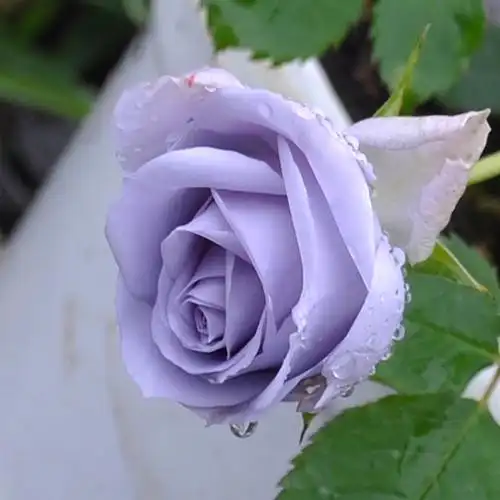 新品日月花苗转蓝欧月系阳台庭院切花灌木盆栽欧月季多季勤花盆栽