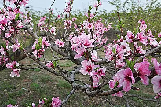 桃花文化图片_桃花文化图片大全_桃花文化图片素材