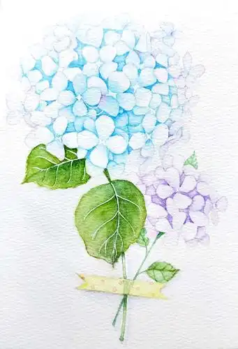 水彩练习绣球花