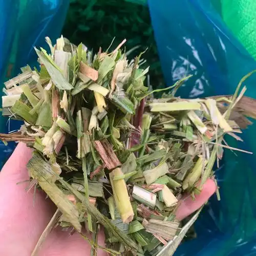 [蔗尾青贮批发]蔗尾青贮 甘蔗尾青储饲料价格330元/吨 - 惠农网