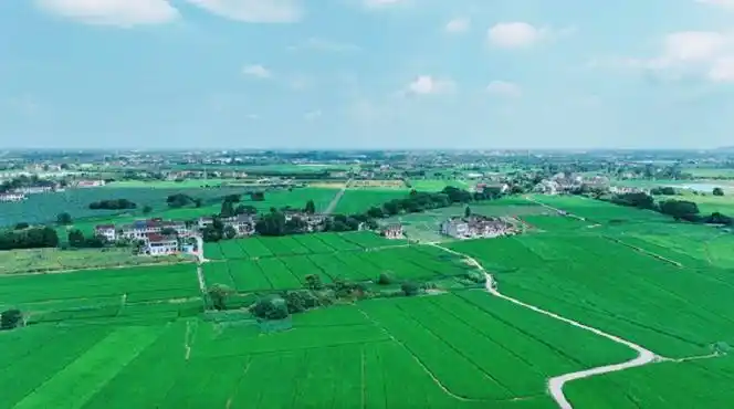 江苏省宜兴市万石镇后洪村水芹蹚出共富路