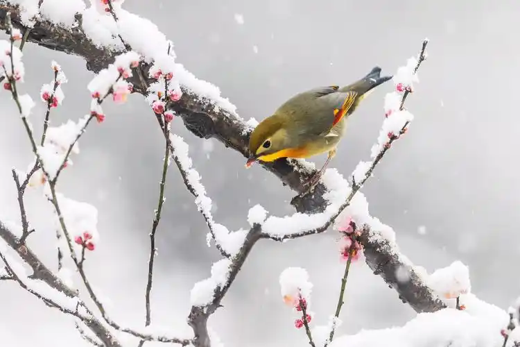 (梅花迎风傲雪开,相思鸟儿立枝头.