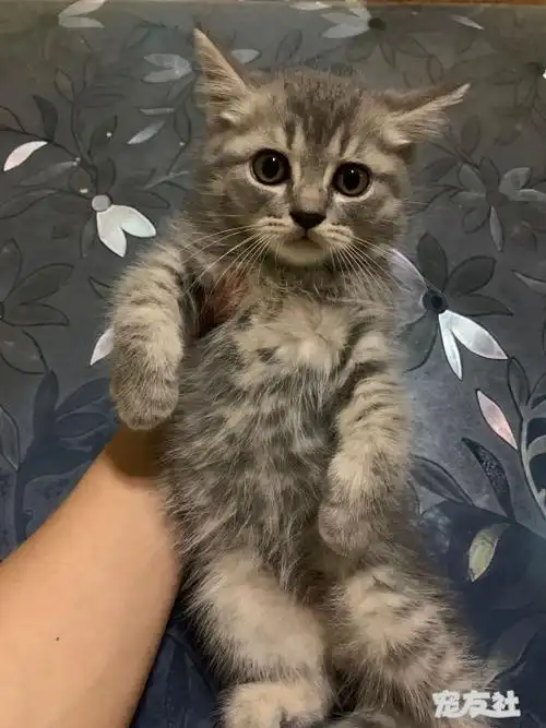 领养自家宠物品种美短配蓝金 弟弟 两个月喜欢比较小的.