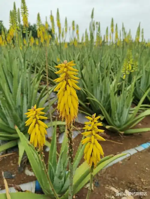 天呐芦荟开花啦,大家见过这么美的芦荟花吗?