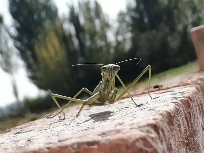 刀郎将降央卓玛告上法庭,索赔10万真不算多,对她仁至义尽了_侵权_歌曲