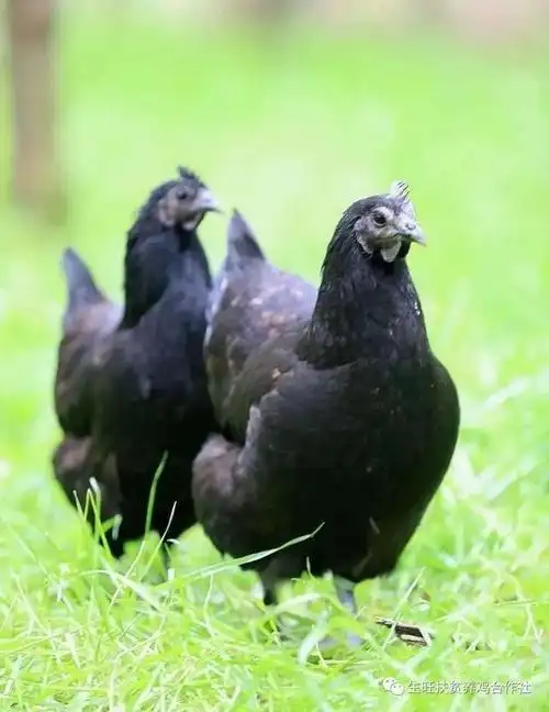 带你了解五黑鸡_网易订阅