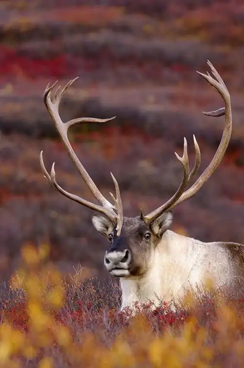 圣诞老人的坐骑——冬日驯鹿|品图