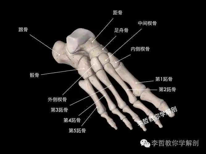 行走即是自由足的功能解剖学基础篇