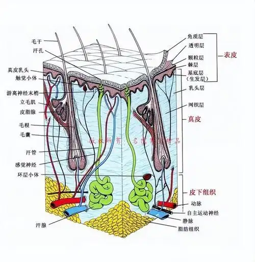 人体皮肤结构图皮肤结构角质层皮肤组织结构图皮肤结构图皮肤组织结构