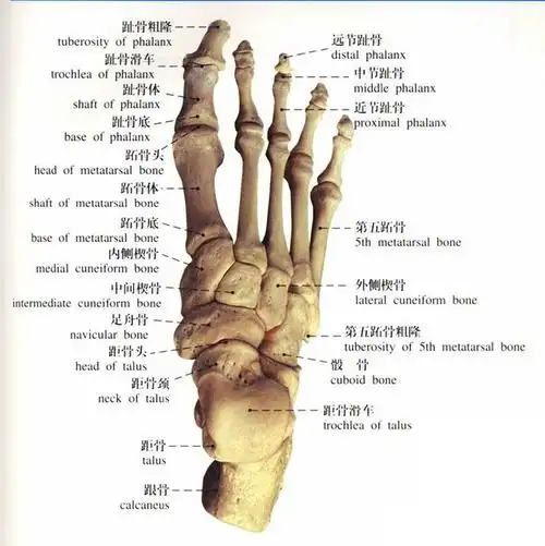脚,骨骼