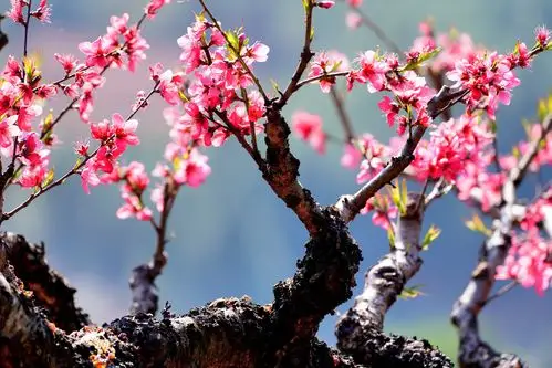 都说桃花二月开,可莲平的桃花在2月早就开了,朋友几个说走就走,赶紧去