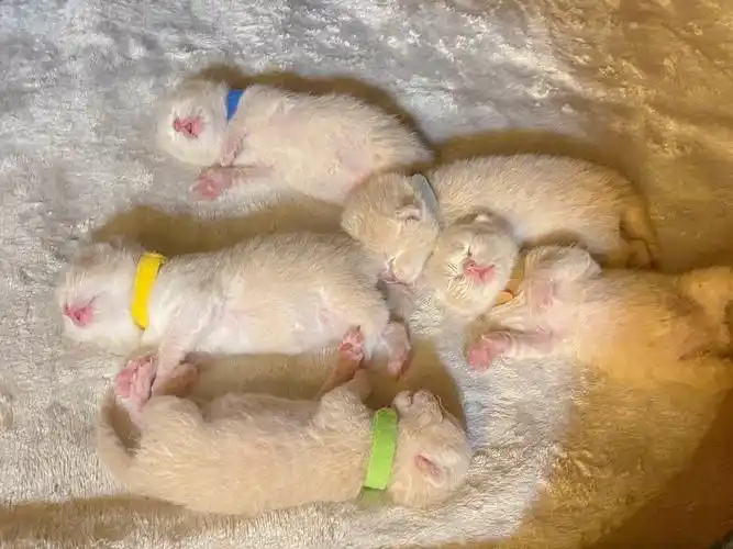 乳色小奶猫出生的第11天啦