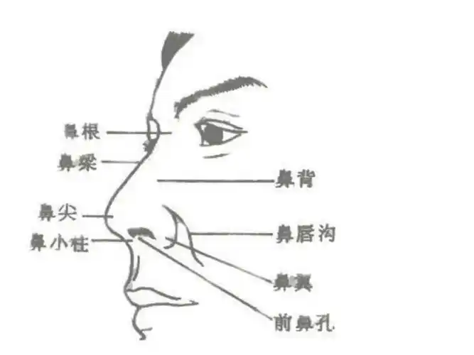 鼻子的结构与功能pptppt