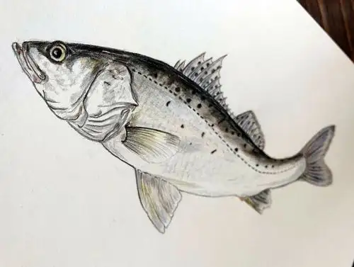 日常手绘-彩铅-鱼1 - 原创作品 - 站酷(zcool)