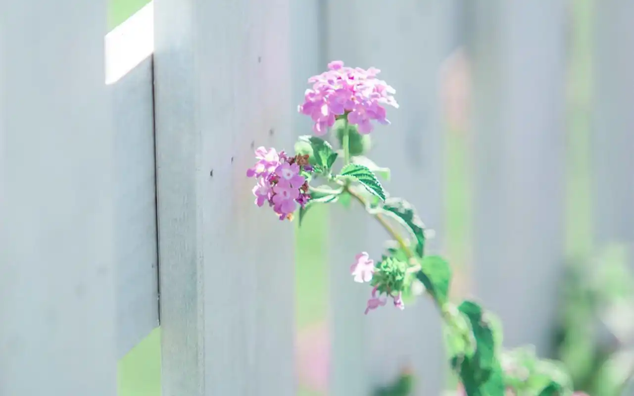 小清新居家植物盆栽唯美高清壁纸