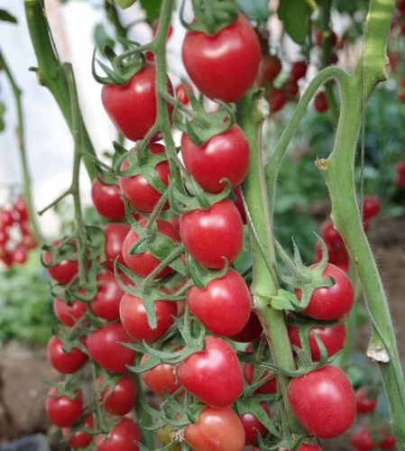 费 山东千禧小番茄5斤超甜时令水果圣女果农家特产小西红柿蔬菜 费