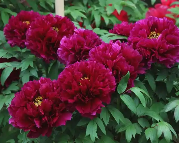 红牡丹,春天的花朵 壁纸