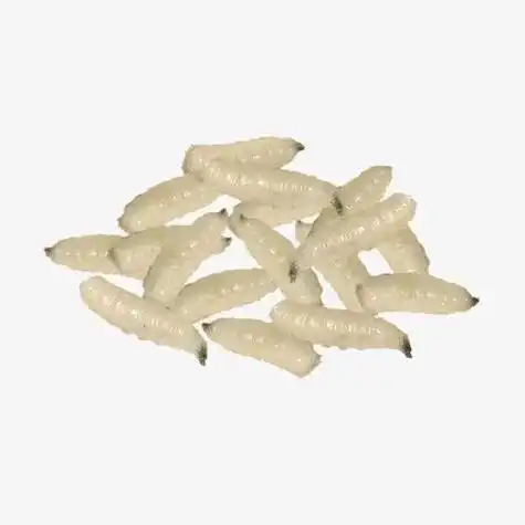 恶心到我了.蛆永远化茧成不了蝶,装nm什么花蝴蝶.蛆,苍蝇永 - 抖音